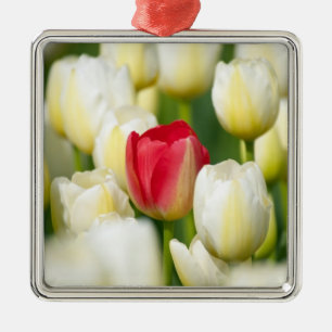 Rote Tulpe auf einem Gebiet der weißen Tulpen Ornament Aus Metall