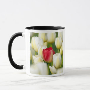 Rote Tulpe auf einem Gebiet der weißen Tulpen Tasse