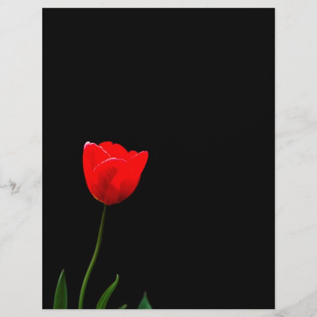 Rote Tulpe auf schwarzem Hintergrund Flyer (Vorne)