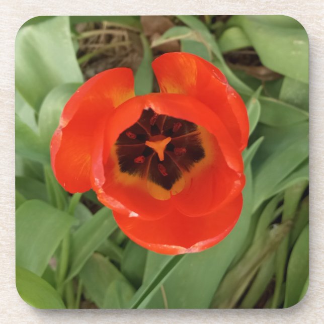 Rote Tulpe Coster Getränkeuntersetzer (Vorderseite)