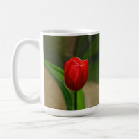 Rote Tulpe-Frühlings-Blume