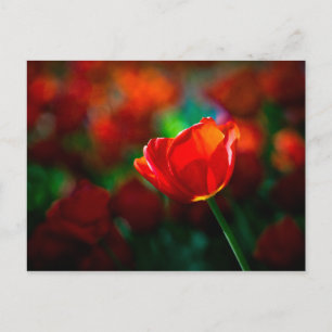 Rote Tulpe - Geheimnis der Blütenbildung Postkarte