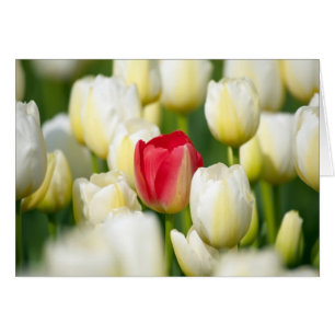 Rote Tulpe in einem Feld mit weißen Tulpen