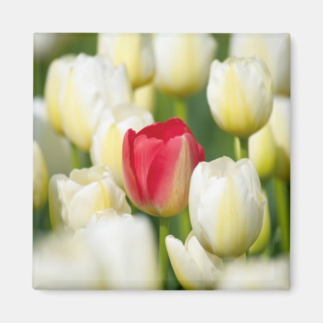 Rote Tulpe in einem Feld mit weißen Tulpen Magnet (Vorne)