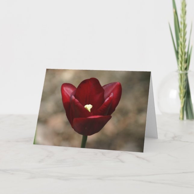Rote Tulpe Karte (Vorderseite)