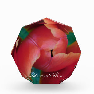 Rote Tulpe Makrofoto Kunst Block