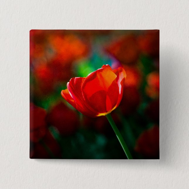 Rote Tulpe - Mysterium der Blüte Button (Vorderseite)