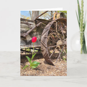 Rote Tulpe und alte Kutsche zum Geburtstag Karte