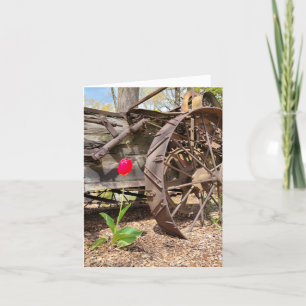 Rote Tulpe und alter Wagen Danke Karte
