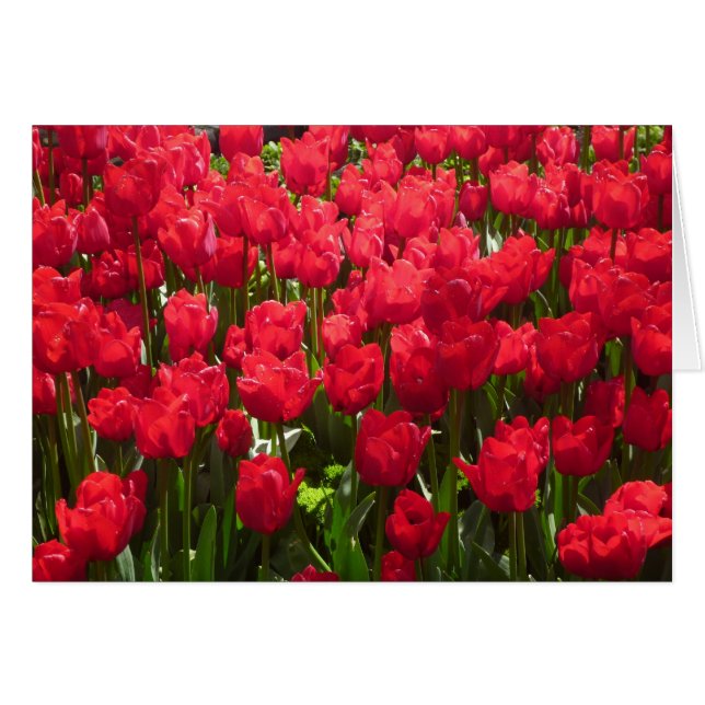 Rote Tulpen (Vorderseite (Horizontal))