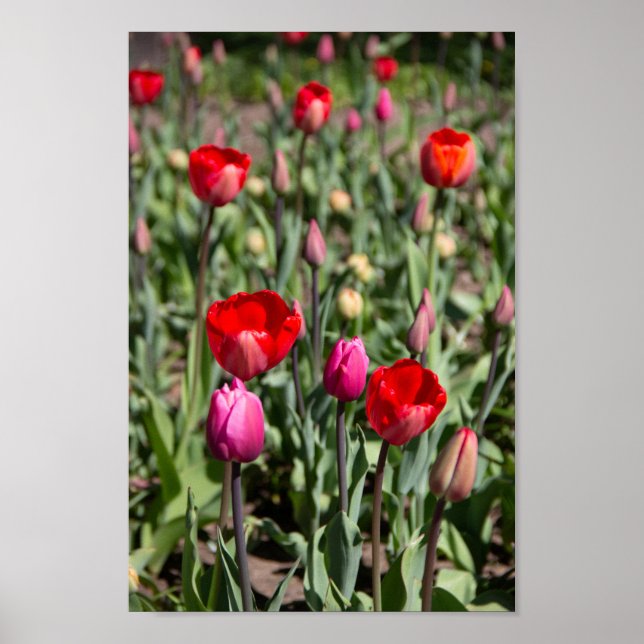 Rote Tulpen an einem Sommertag Poster (Vorne)