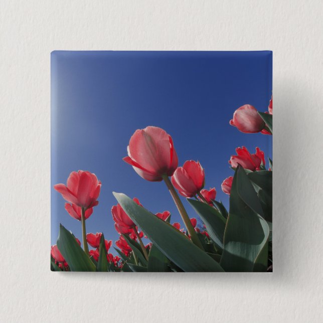 Rote Tulpen aus sehr geringem Winkel, Cincinnati, Button (Vorderseite)