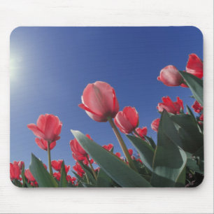 Rote Tulpen aus sehr geringem Winkel, Cincinnati, Mousepad