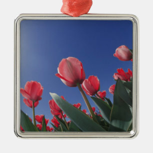 Rote Tulpen aus sehr geringem Winkel, Cincinnati, Ornament Aus Metall