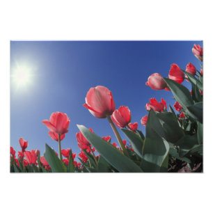 Rote Tulpen aus sehr niedriger Perspektive, Cincin Fotodruck