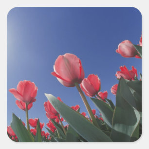Rote Tulpen aus sehr niedriger Perspektive, Cincin Quadratischer Aufkleber