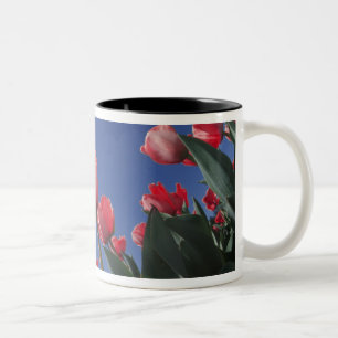 Rote Tulpen aus sehr niedriger Perspektive, Cincin Zweifarbige Tasse