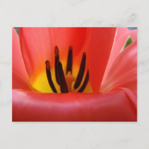 Rote Tulpen-Blumen-Postkarten Garten Postkarte