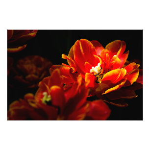 Rote Tulpen dunkler Hintergrund Fotodruck