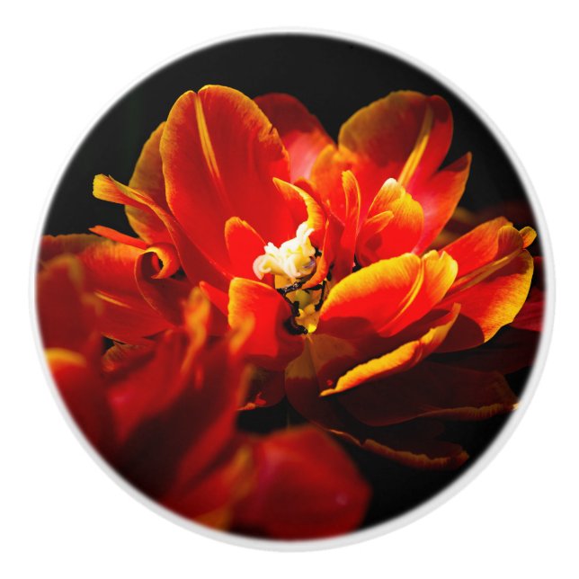 Rote Tulpen dunkler Hintergrund Keramikknauf (Vorderseite)