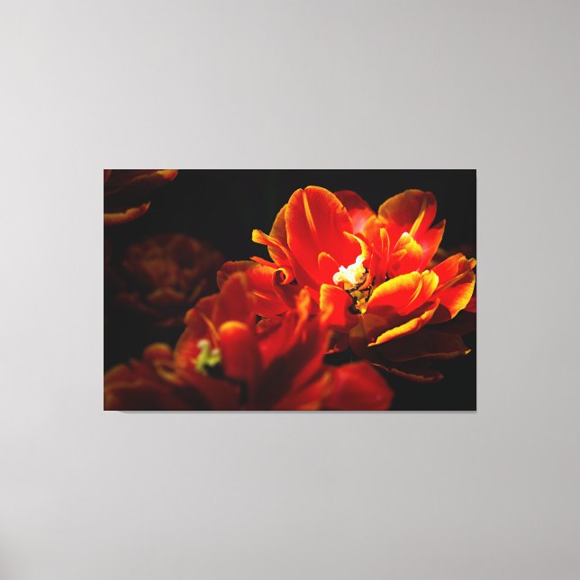 Rote Tulpen dunkler Hintergrund Leinwanddruck (Vorderseite)