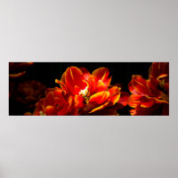 Rote Tulpen dunkler Hintergrund