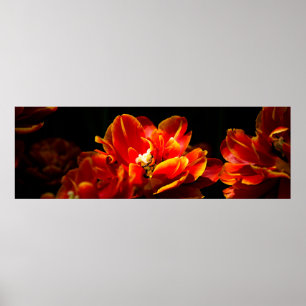 Rote Tulpen dunkler Hintergrund Poster