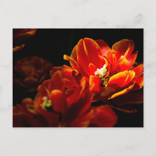 Rote Tulpen dunkler Hintergrund Postkarte