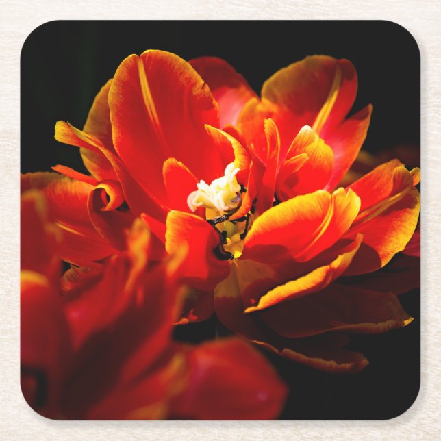 Rote Tulpen dunkler Hintergrund Rechteckiger Pappuntersetzer (Vorderseite)