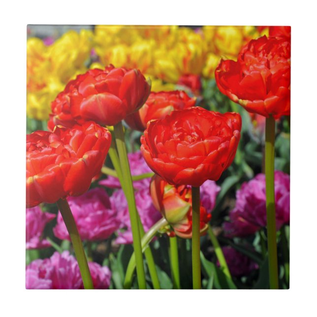 Rote Tulpen Fliese (Vorderseite)