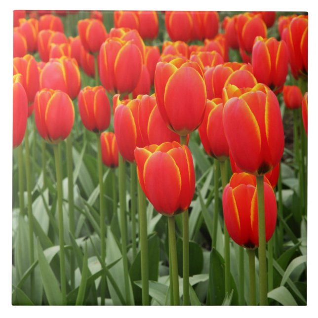 Rote Tulpen Fliese (Vorderseite)