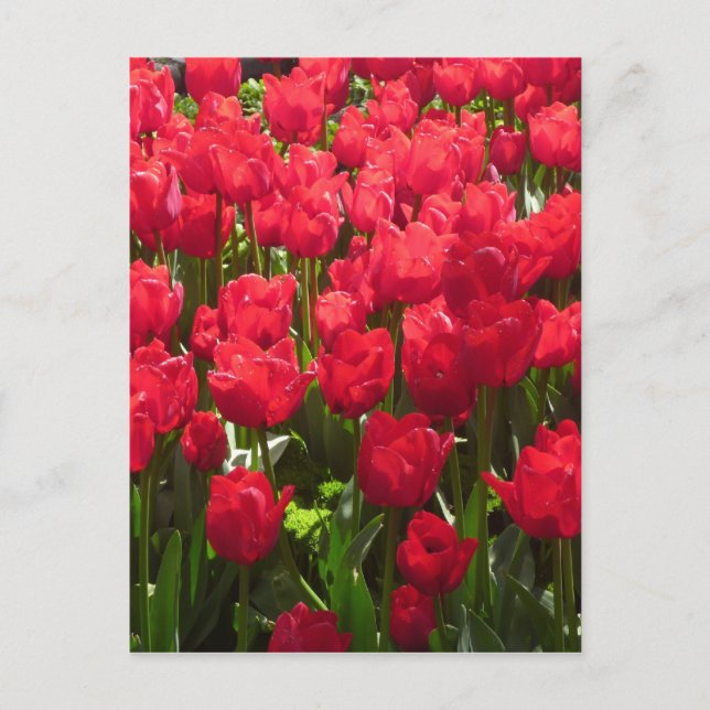 rote Tulpen Flora Postkarte (Vorderseite)
