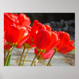 Rote Tulpen Florale Kunst Drucke Frühlings Tulpen