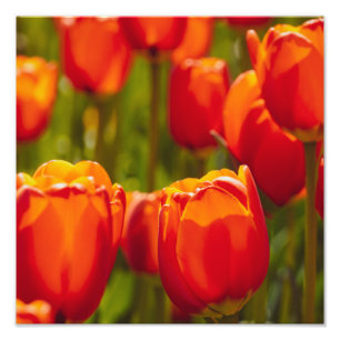 Rote Tulpen Fotodruck. Fotodruck