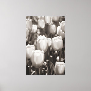 Rote Tulpen Fotodruck. Leinwanddruck