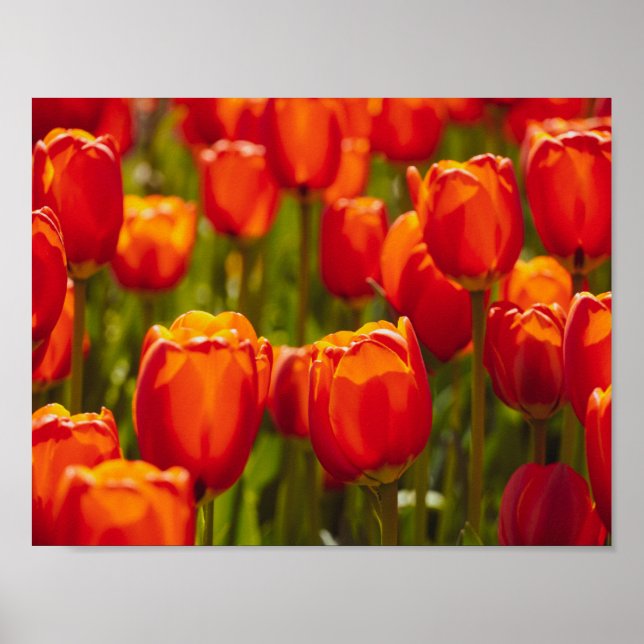 Rote Tulpen Fotodruck. Poster (Vorne)