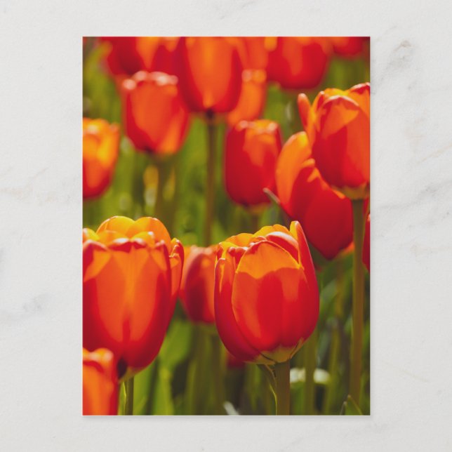 Rote Tulpen Fotodruck. Postkarte (Vorderseite)