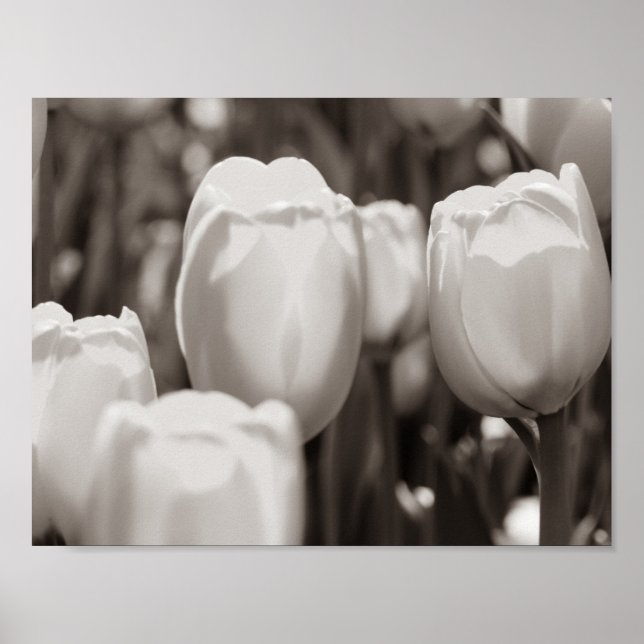 Rote Tulpen fotografischer Druck. Poster (Vorne)