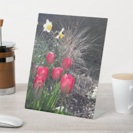 Rote Tulpen im Garten Sockelschild