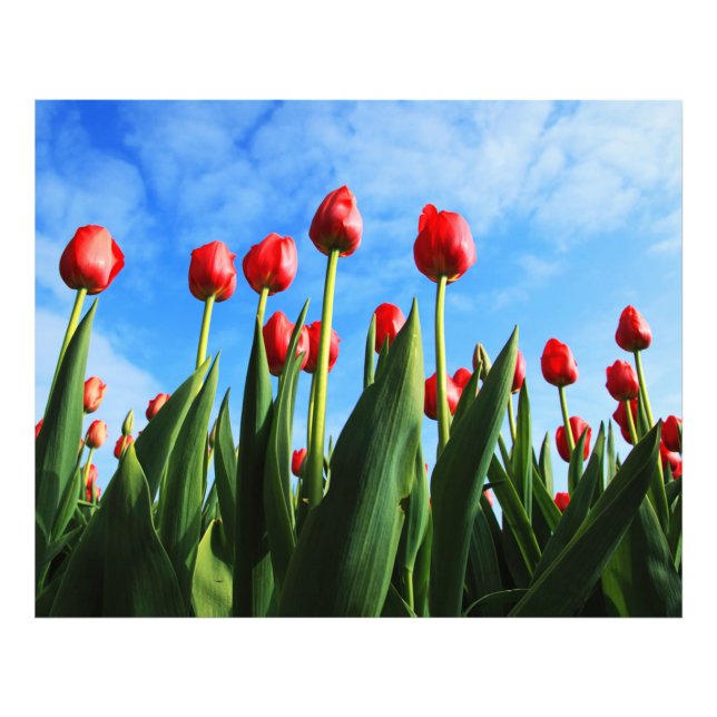 Rote Tulpen in der Sonne Fotodruck (Vorne)