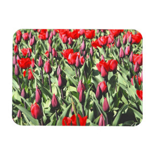 Rote Tulpen Magnet