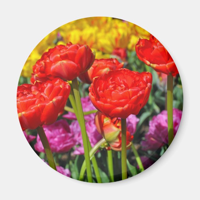 Rote Tulpen Magnet (Vorne)
