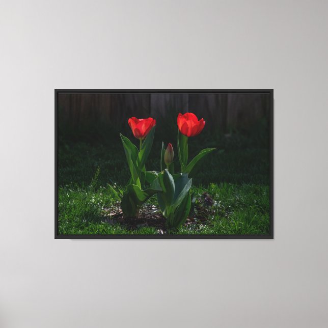 Rote Tulpen Stretch Leinwanddruck (Vorderseite)