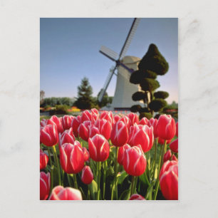 Rote Tulpen und Blume Postkarte