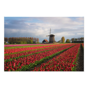 Rote Tulpen und eine Windmühle Fotodruck