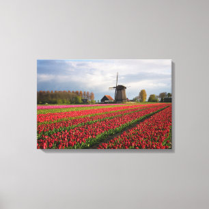 Rote Tulpen und eine Windmühle Leinwanddruck