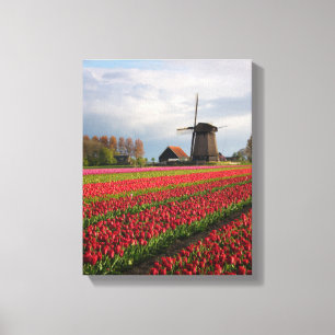 Rote Tulpen und eine Windmühle Leinwanddruck