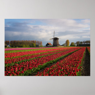 Rote Tulpen und eine Windmühle Poster