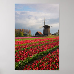 Rote Tulpen und eine Windmühle Poster