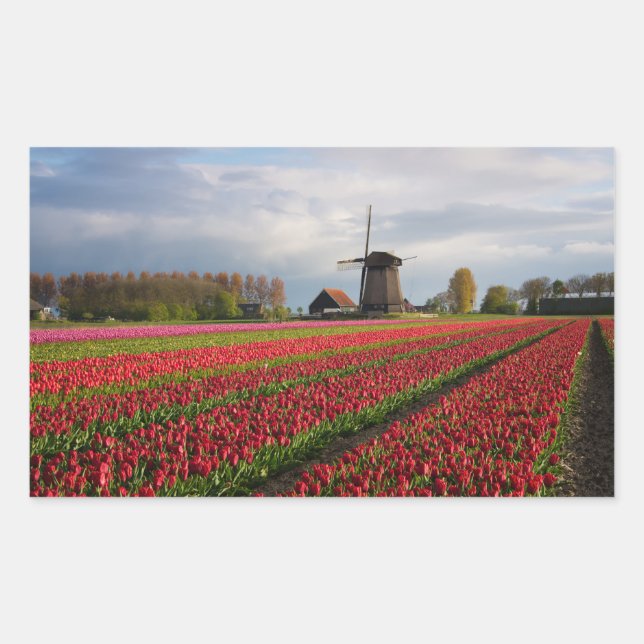 Rote Tulpen und eine Windmühle Rechteckiger Aufkleber (Vorderseite)